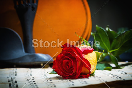 小提琴乐谱和玫瑰图片素材(图片编号:5024236