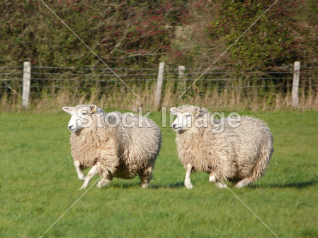 两只羊运行图片素材(图片编号:50248943)_工农