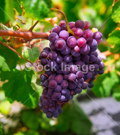 兰萨罗特岛 la 阿尔及利亚葡萄园在黑色火山的