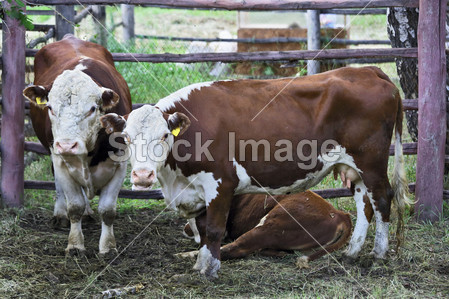 公牛、 母牛和小牛图片素材(图片编号:502644