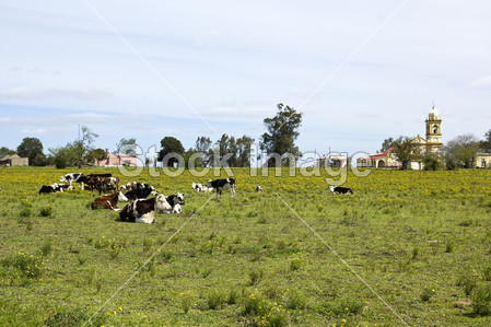 群奶牛休息在乌拉圭图片素材(图片编号:50266