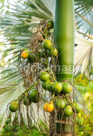 Closeup ripe areca nut or Areca catechu, raw b
