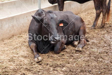 肉牛