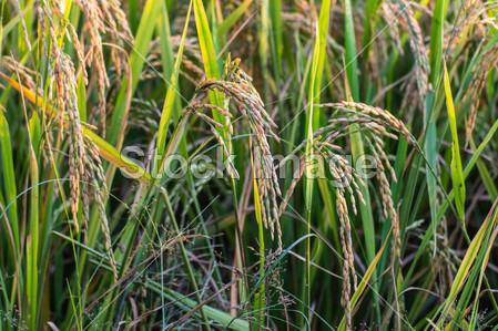 在附近日落泰国农场水稻穗图片素材(图片编号