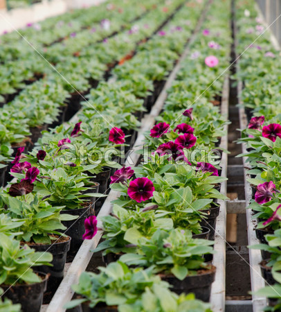 Rows of flowering plants for sale in the greenho