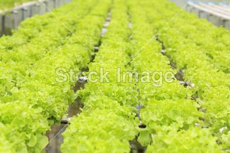 水培蔬菜图片素材(图片编号:50296396)_工农业