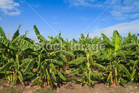 Banana tree in the farm图片素材(图片编号:503
