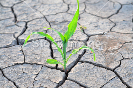 Corn growing on the dry agricultural land图片素