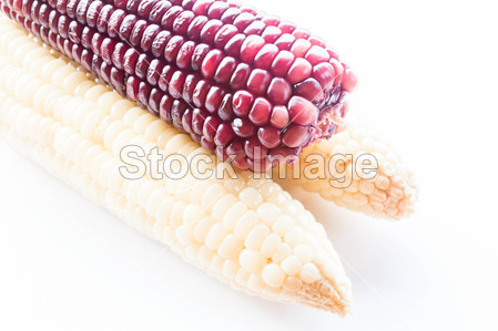 紫色和黄色的玉米棒子煮上孤立的白色背景图片