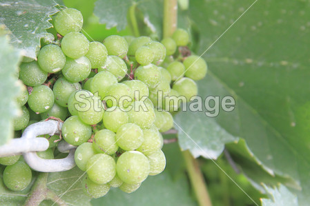 Green grapes in a vineyard cover with insectici