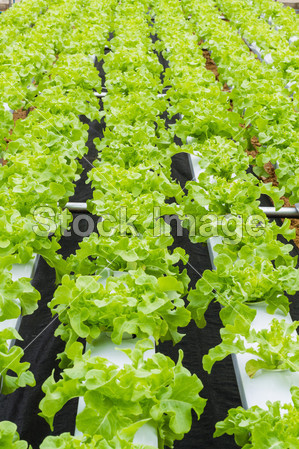 有机水培蔬菜农场图片素材(图片编号:5032104