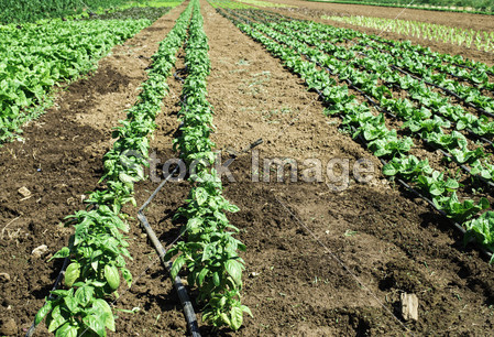 Plantations with lettuce图片素材(图片编号:503