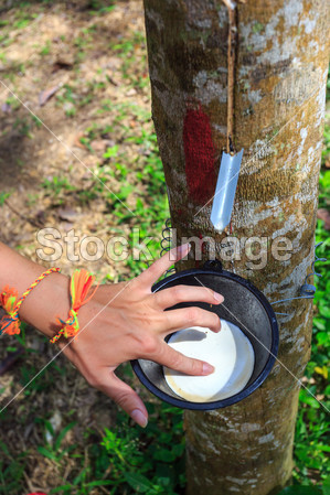 Tapping latex from a rubber tree closeup图片素