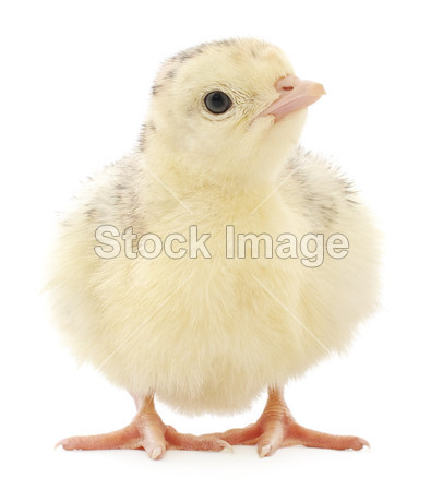 Chicken turkey图片素材(图片编号:50325563)_