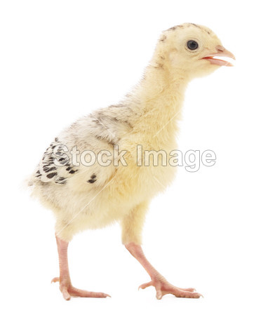 Chicken turkey图片素材(图片编号:50331730)_