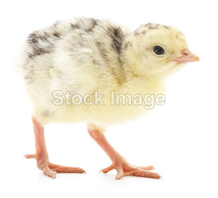 Chicken turkey图片素材(图片编号:50331857)_