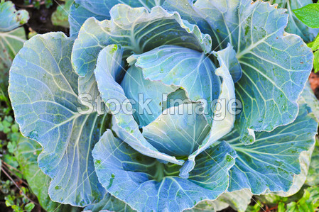 Cauliflower fields in Pang ong Maehongson Tha