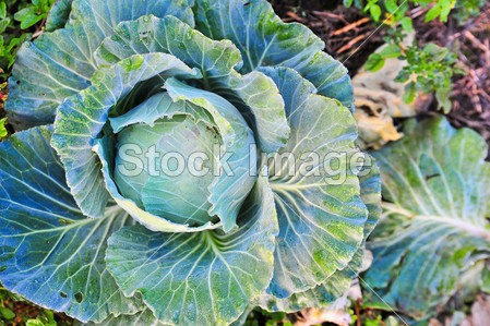 Cauliflower fields in Pang ong Maehongson Tha