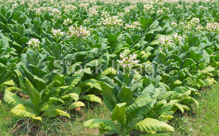 Tobacco Flowers In The Farm Plant Of Thailand