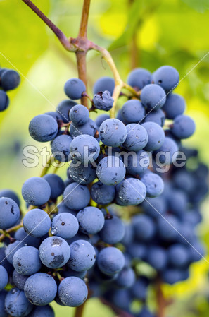 Blue grapes cluster图片素材(图片编号:503402