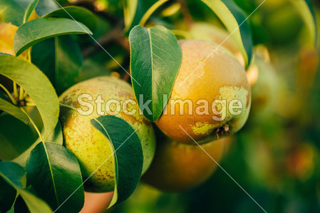 Fresh Green Pears On Pear Tree Branch, Bunc