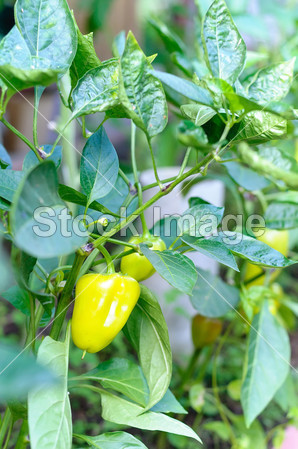 Green pepper on branch图片素材(图片编号:50