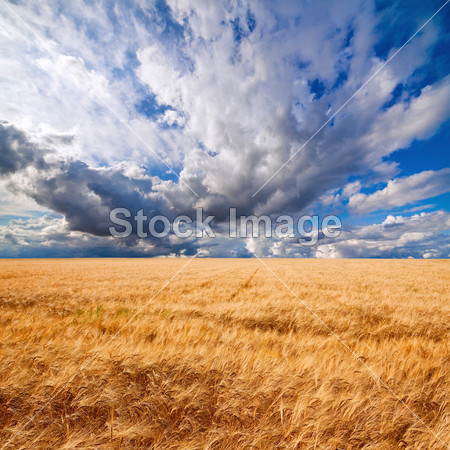 Field of wheat dramaticl cloudy blue sky图片素