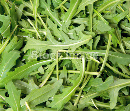 Green arugula,图片素材(图片编号:50343990)_西式餐点图片库_美食饮料图库