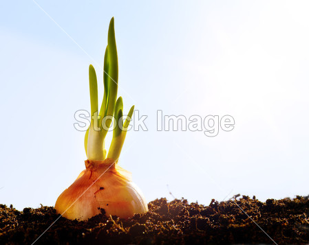 葱蔬菜种植在花园里图片素材(图片编号:50398