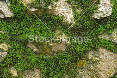 Bright green moss macro shot on the rock in the