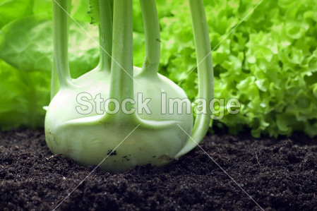 大头菜生长在花园有机蔬菜图片素材(图片编号
