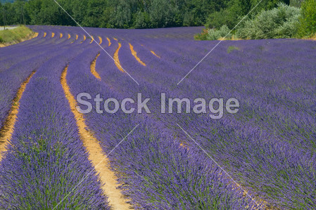 lavenderfield,palelavender >颜色 lavenderfield