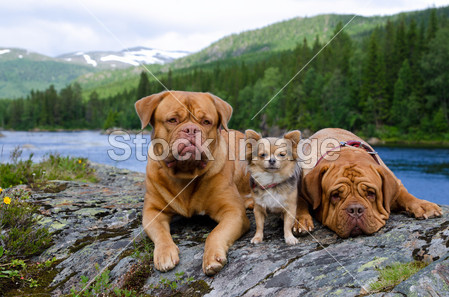 在山河岸,挪威的三条狗图片素材(图片编号:505