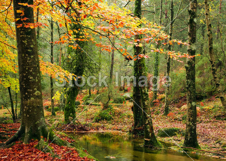 在 geres 国家公园,葡萄牙北部小秋河图片素材