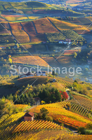 农村房屋和秋季葡萄园在意大利皮埃蒙特图片素