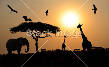 在日落的 safari 在非洲大草原上的动物剪影图片