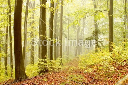 山毛榉树森林路径图片素材(图片编号:5050749