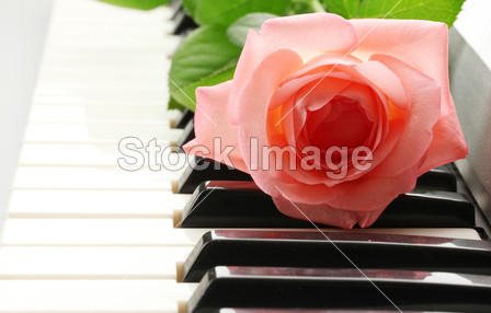 背景的合成器键盘与玫瑰图片素材(图片编号:5