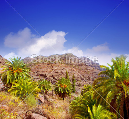 格兰加那利岛金丝雀棕榈树山图片素材(图片编