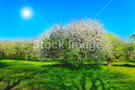 在春天开花的苹果树木花园。太阳在天空图片素