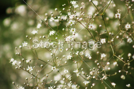 Gypsophila (Babys-breath)图片素材(图片编号: