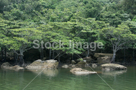 西表岛、 冲绳岛、 日本川河图片素材(图片编号