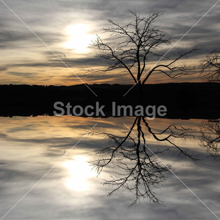 Tree silhouette, reflecting in a lake, mystic scen