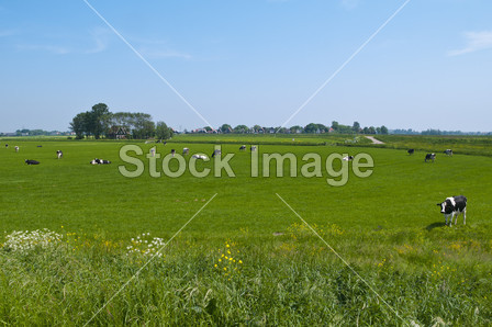 荷兰风景与奶牛图片素材(图片编号:50537180