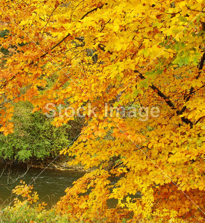 叶河和黄色橙色秋天的分行图片素材(图片编号