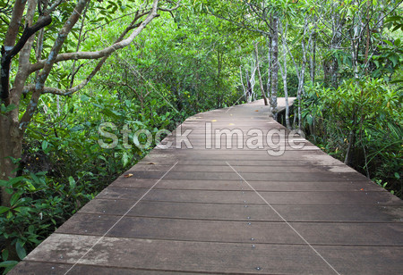 在红树林森林木材桥图片素材(图片编号:50561
