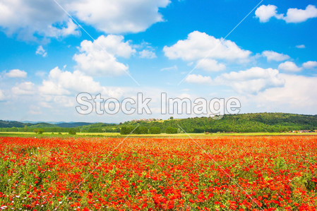 美丽的风景与红色罂粟花朵和蓝色的天空在托斯
