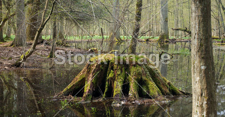 春季潮湿的森林图片素材(图片编号:50571438