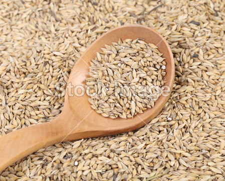 用木匙小麦籽粒的特写图片素材(图片编号:505
