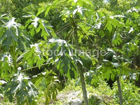 木瓜树水果的生长在热带丛林中(图片编号5057